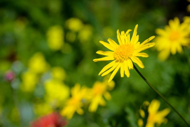 Wedding - Connie and Amber Bernal Heights, San Francisco, CA 3